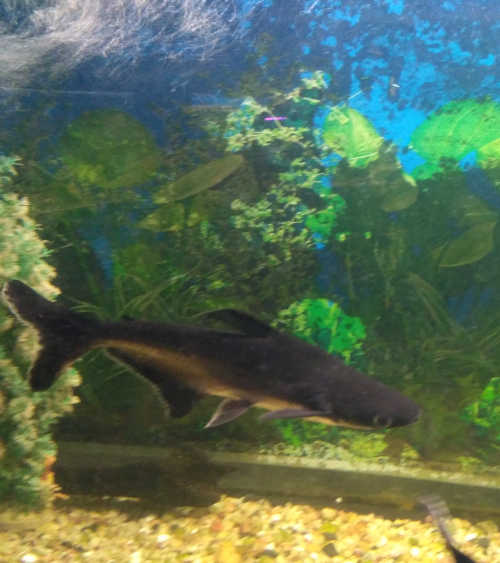Black shark fish in brindavan gardens aquarium