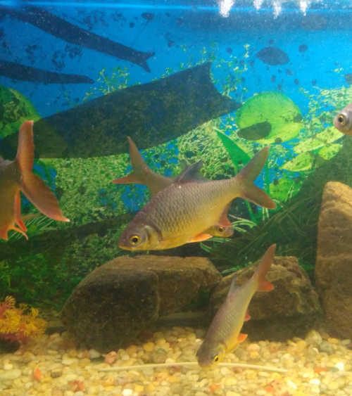 Carp fish in brindavan gardens aquarium