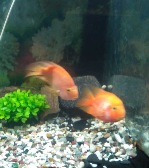 Gold fish in brindavan gardens aquarium