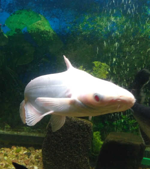 White shark fish in brindavan gardens aquarium